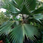 Hawaiian Fan Palm (Pritchardia hillebrandii)