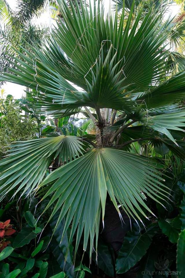 Hawaiian Fan Palm Pritchardia Hillebrandii Plant Profile Oxley Nursery Brisbane