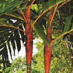 Red Crownshaft Palm (Areca vestiaria)