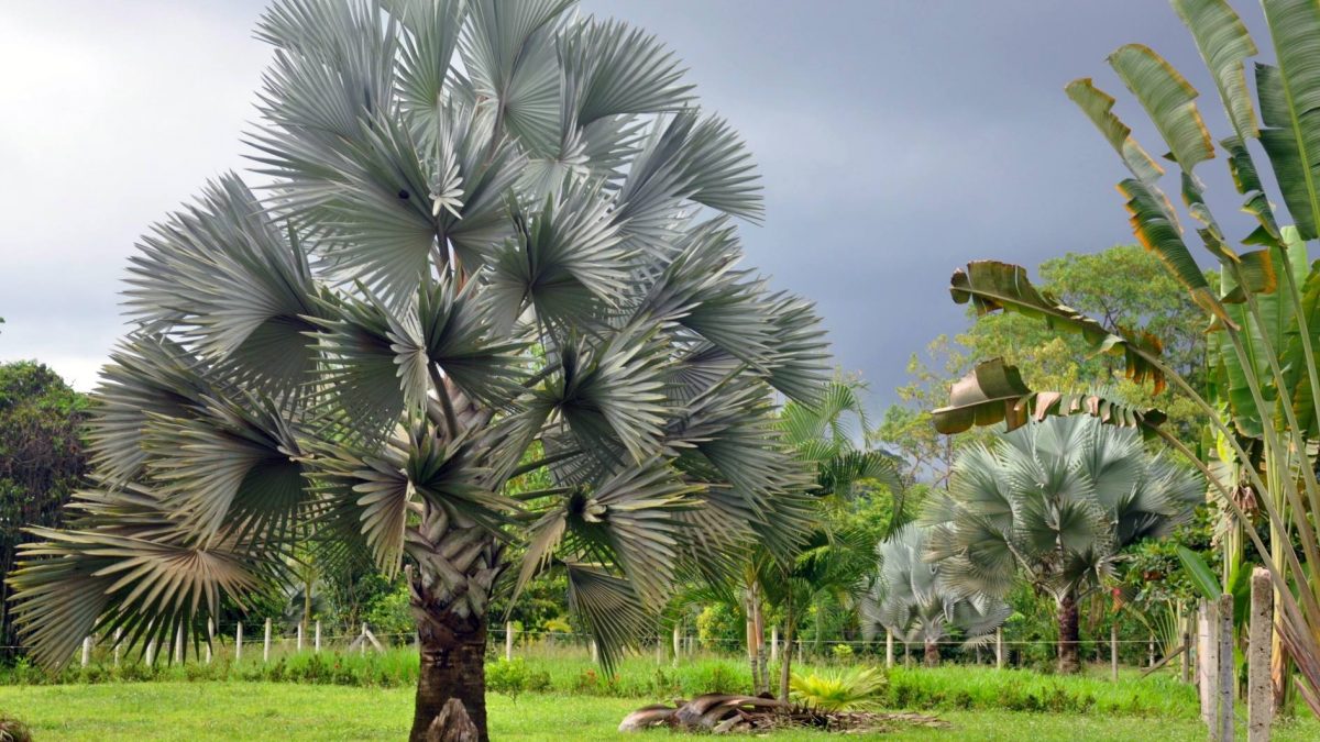 Bismarck discount palm tree