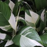 ‘Picasso’ Peace Lily