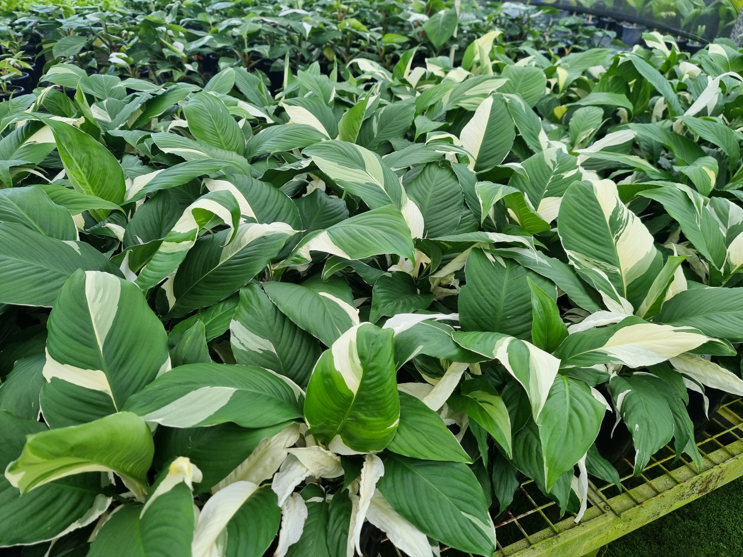 ‘Picasso’ Peace Lily