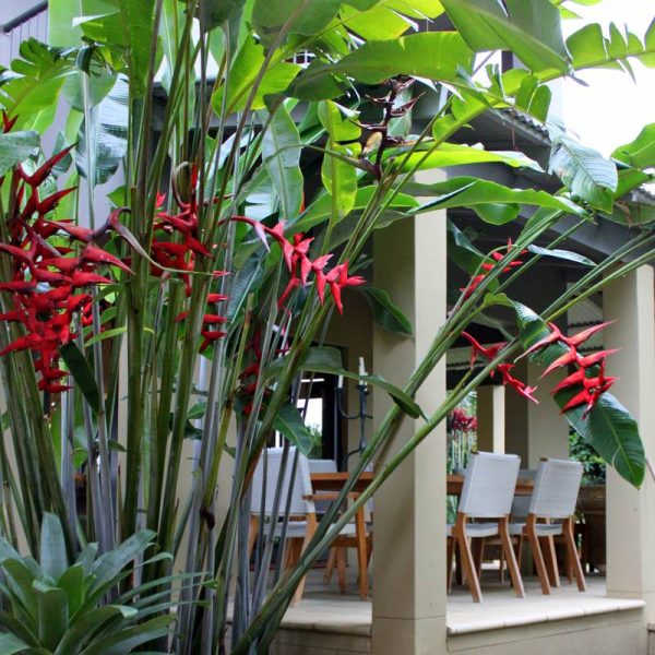Heliconias growing in a garden situation